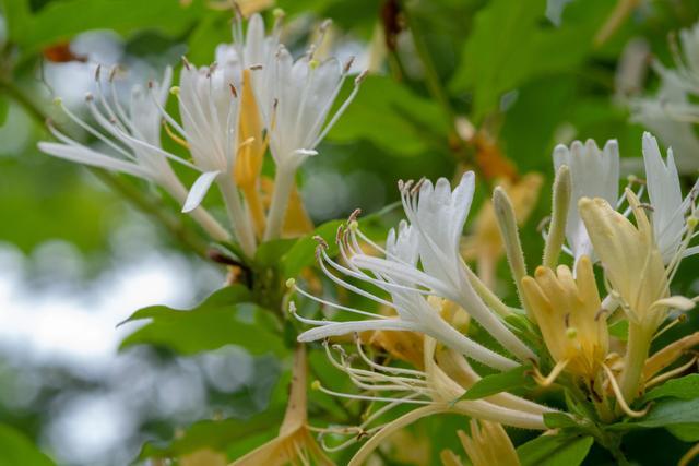 走进迷人的庭院世界领略十大庭院爬藤花卉的魅力(图7)