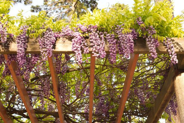 走进迷人的庭院世界领略十大庭院爬藤花卉的魅力(图1)