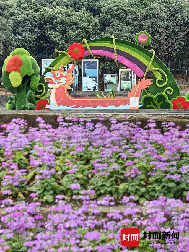 40余个开云网站品种、13万盆时令鲜花成都植物园“龙游会”新春上新｜新春逛公园(图2)