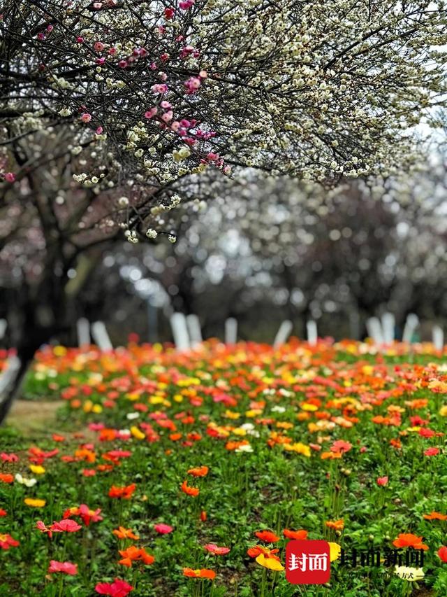 40余个开云网站品种、13万盆时令鲜花成都植物园“龙游会”新春上新｜新春逛公园(图3)