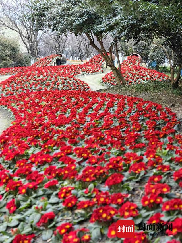 40余个开云网站品种、13万盆时令鲜花成都植物园“龙游会”新春上新｜新春逛公园(图1)