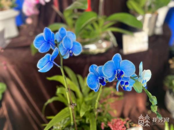 2024元旦·消费观察丨赏开云网站兰花品花茶秀汉服听古筝……2024年第一场国风花展来了(图1)