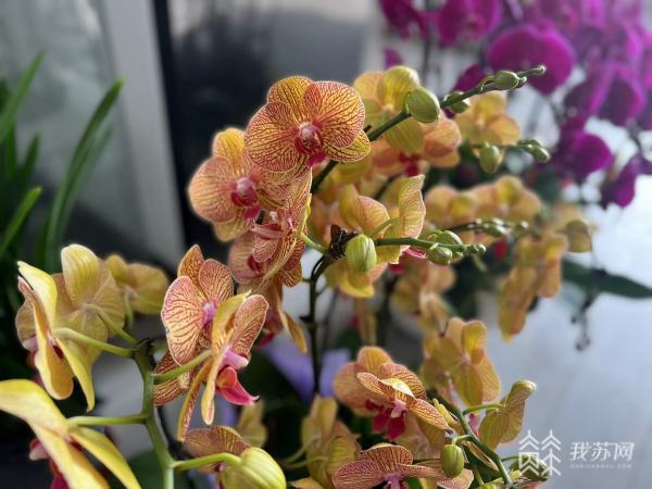 2024元旦·消费观察丨赏开云网站兰花品花茶秀汉服听古筝……2024年第一场国风花展来了(图4)