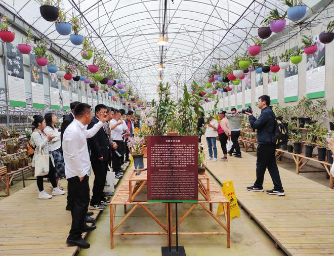 开云kaiyun探索仙草秘境共赴石斛花海盛宴！首届中国·龙陵石斛花卉节开幕(图1)