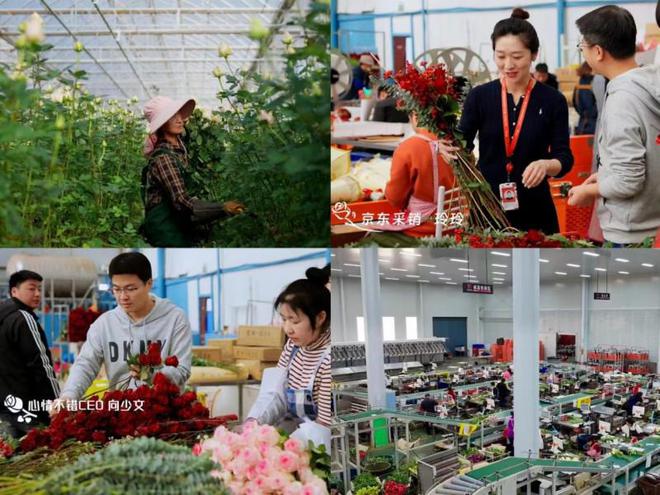 开云网址京东X心情不错十万束鲜花新鲜直达2024年央视春晚(图4)