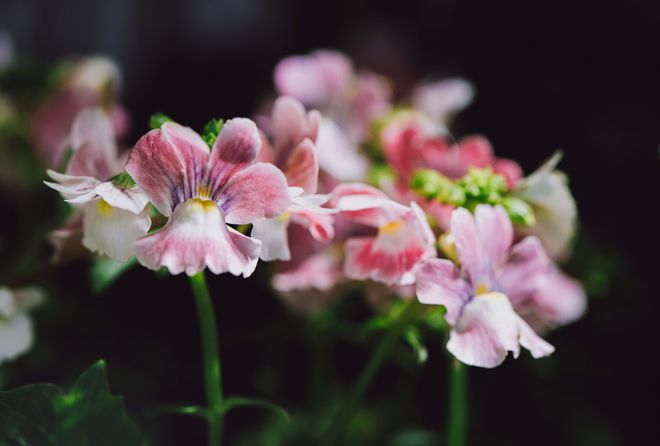 kaiyun网页版年味儿·上海｜龙跃繁花间上海辰山植物园2024迎春花展启幕(图2)