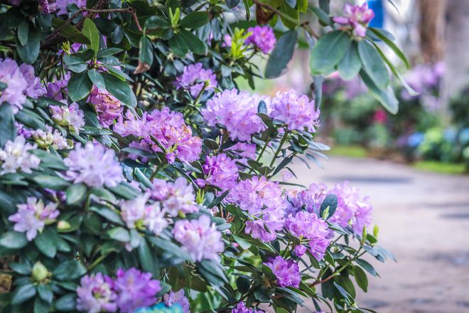 kaiyun网页版年味儿·上海｜龙跃繁花间上海辰山植物园2024迎春花展启幕(图3)