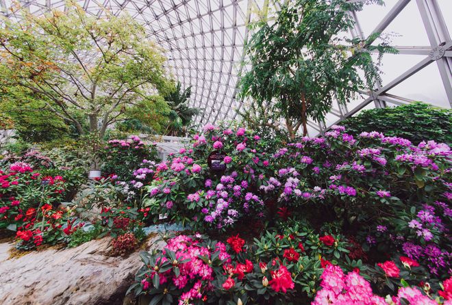 kaiyun网页版年味儿·上海｜龙跃繁花间上海辰山植物园2024迎春花展启幕(图4)