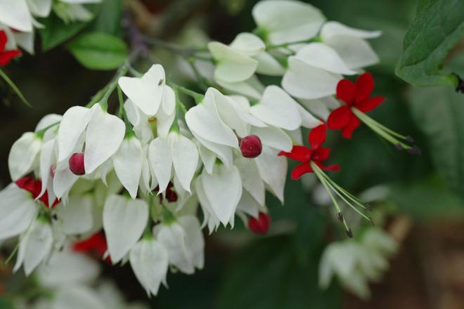 kaiyun网页版年味儿·上海｜龙跃繁花间上海辰山植物园2024迎春花展启幕(图6)