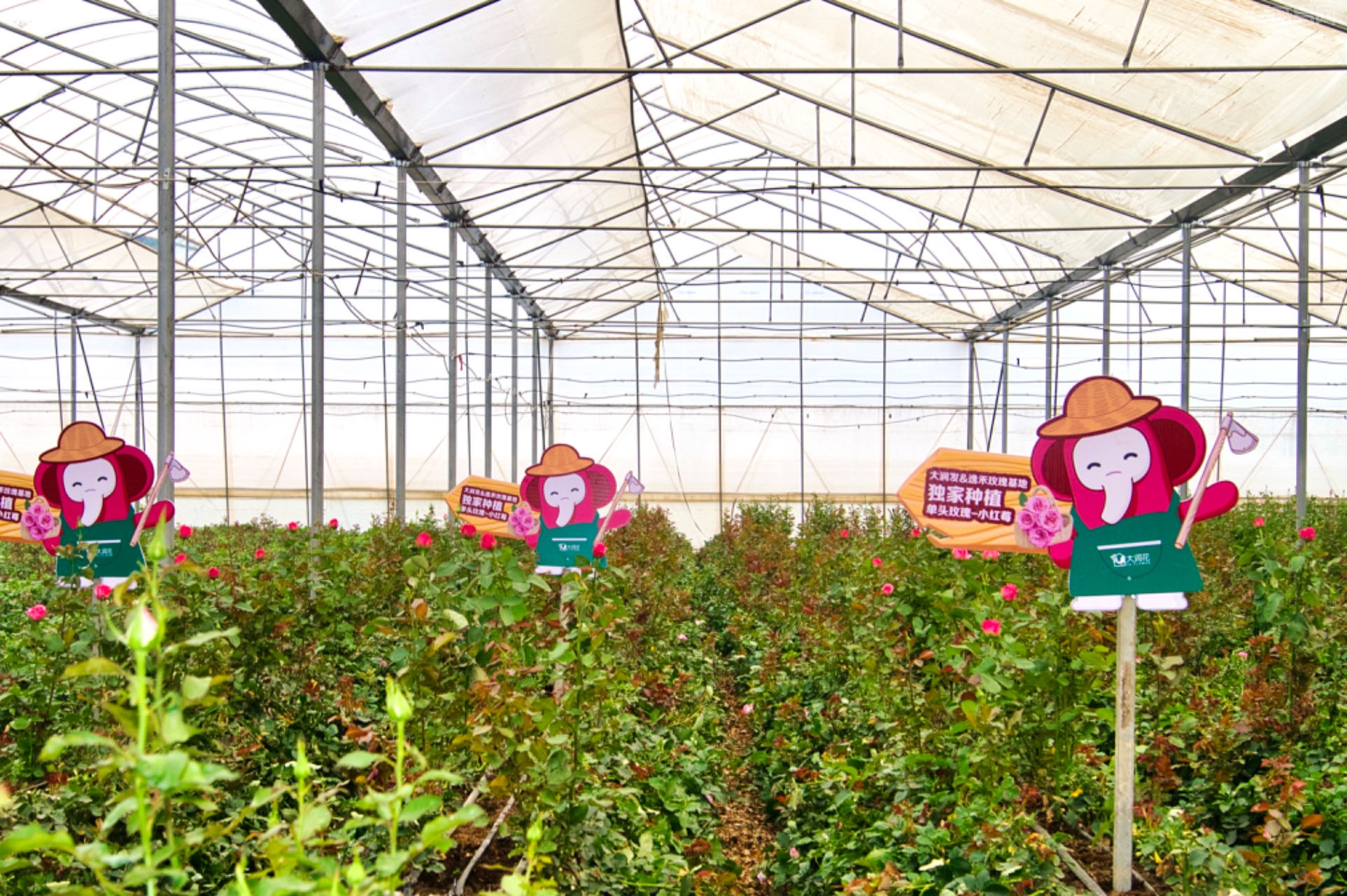 大润发鲜花业务品牌化300家门店已完成“大润花”焕新升级(图1)