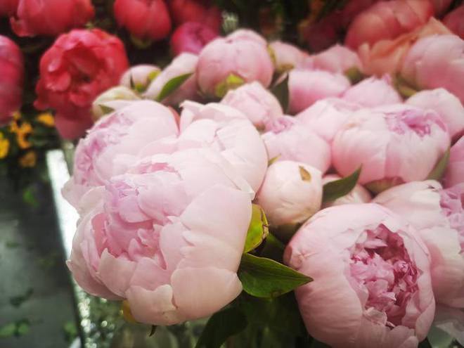 当母亲节遇上护士节鲜花店和蛋糕店开始忙芍药、康乃馨上C位(图7)