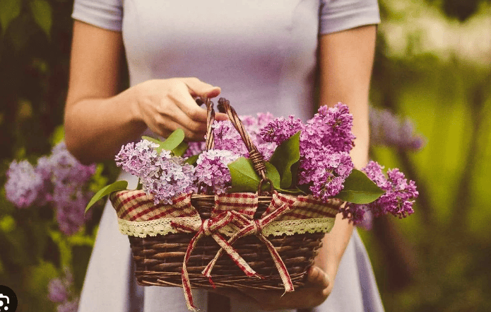 春暖花开皮埃蒙特2024年8个不从容错过的花卉博览会和展览(图7)