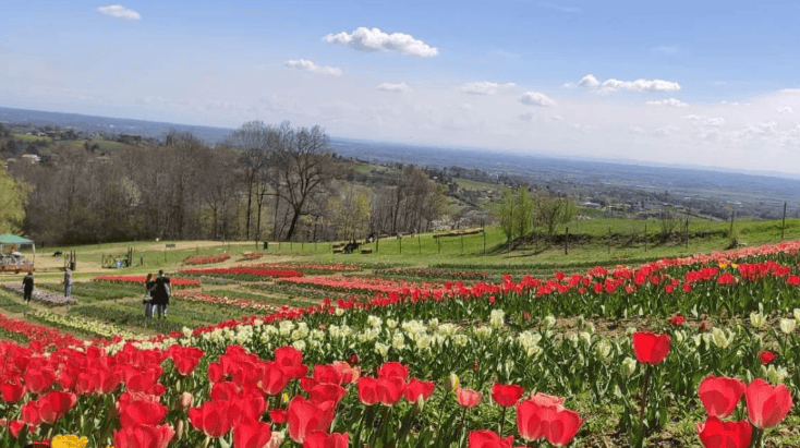 春暖花开皮埃蒙特2024年8个不从容错过的花卉博览会和展览(图8)