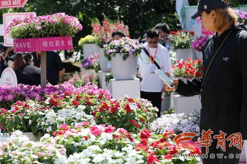 繁花盛会、6个全球首发！新优花卉品种集中在西安植物园展示(图1)
