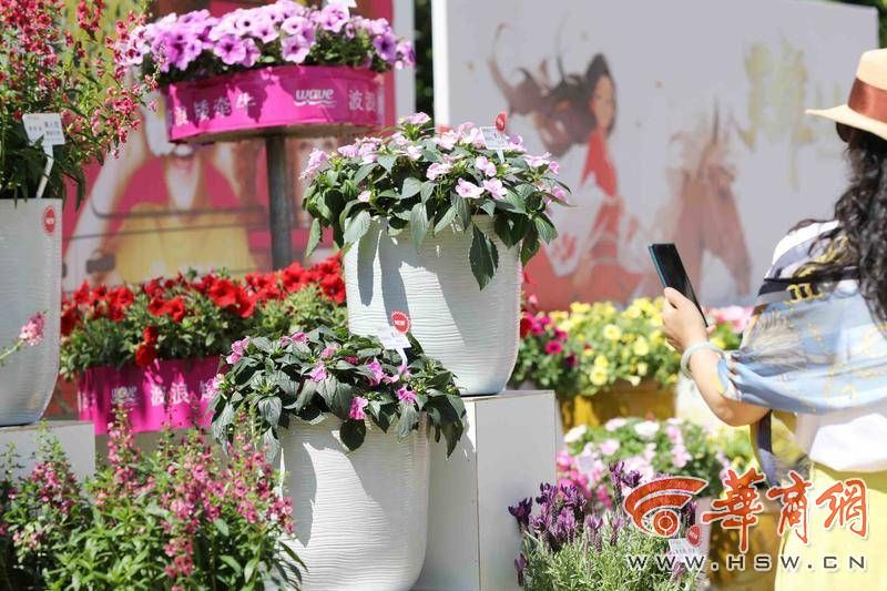 繁花盛会、6个全球首发！新优花卉品种集中在西安植物园展示(图2)
