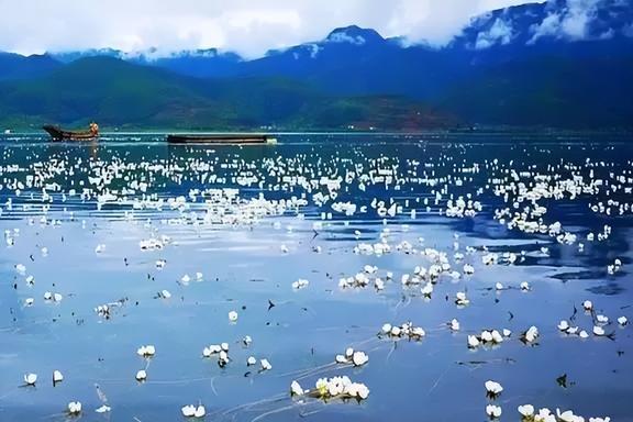 2024全国赏花地图3-8月值得去的6个重磅花海绝美花期全部落(图4)