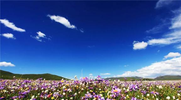 2024全国赏花地图3-8月值得去的6个重磅花海绝美花期全部落(图5)