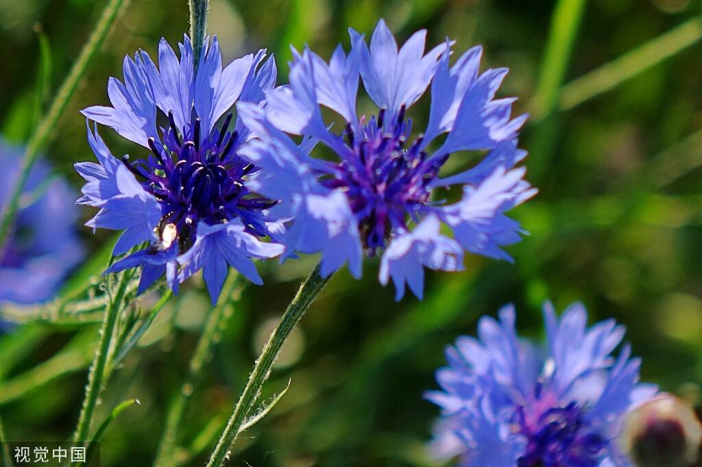 蓝紫色调花系“颜值”唐岛湾国家湿地公园鲜花扮靓夏天(图1)