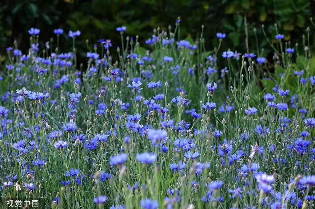 蓝紫色调花系“颜值”唐岛湾国家湿地公园鲜花扮靓夏天(图2)