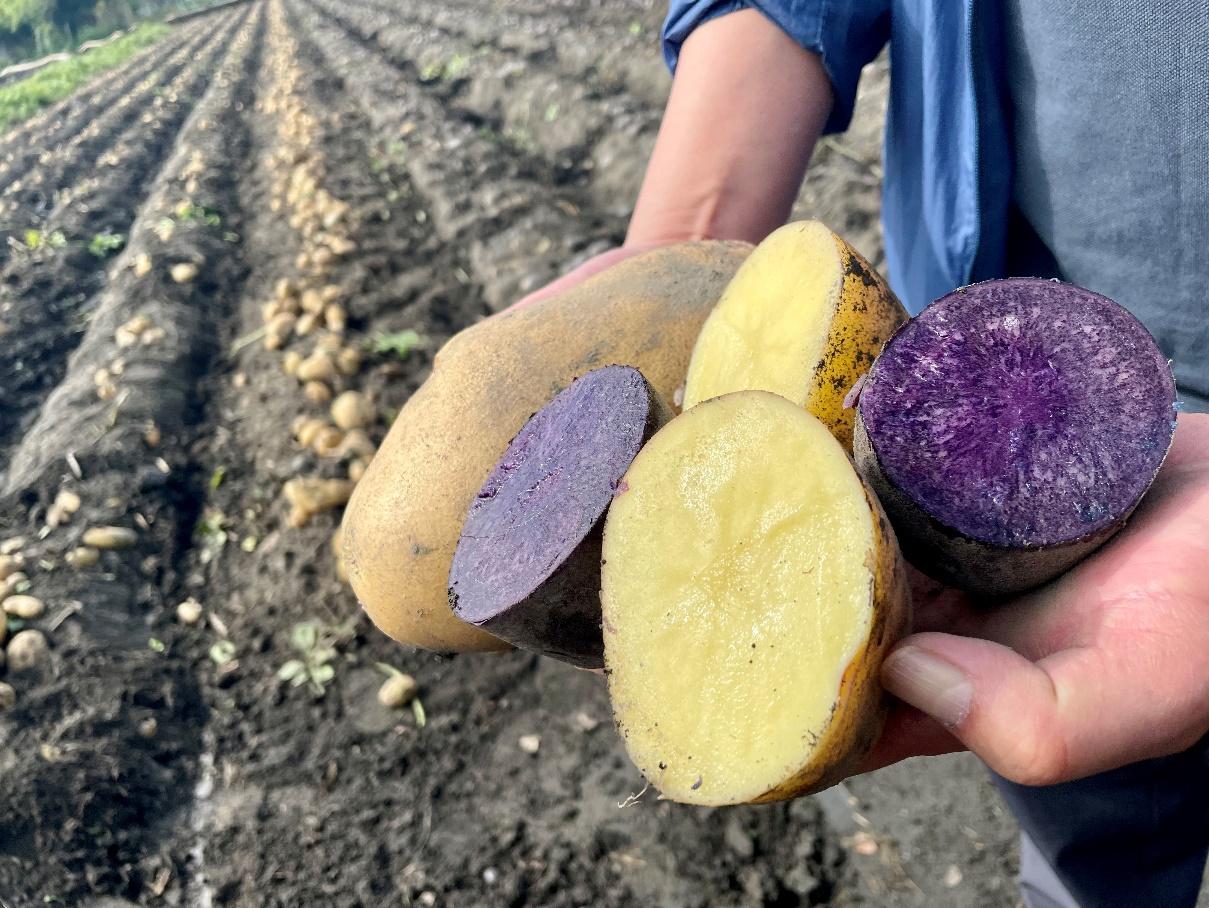 2024年“国际马铃薯日”中国区庆祝活动举办(图1)