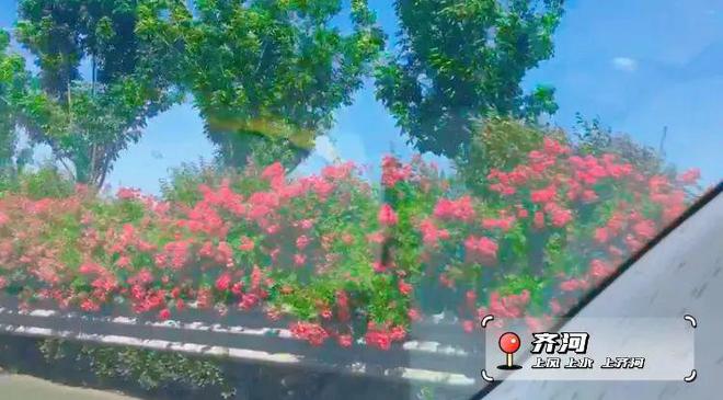 齐河鲜花盛宴:素质大考验你的手是否比花儿还矜持?(图2)