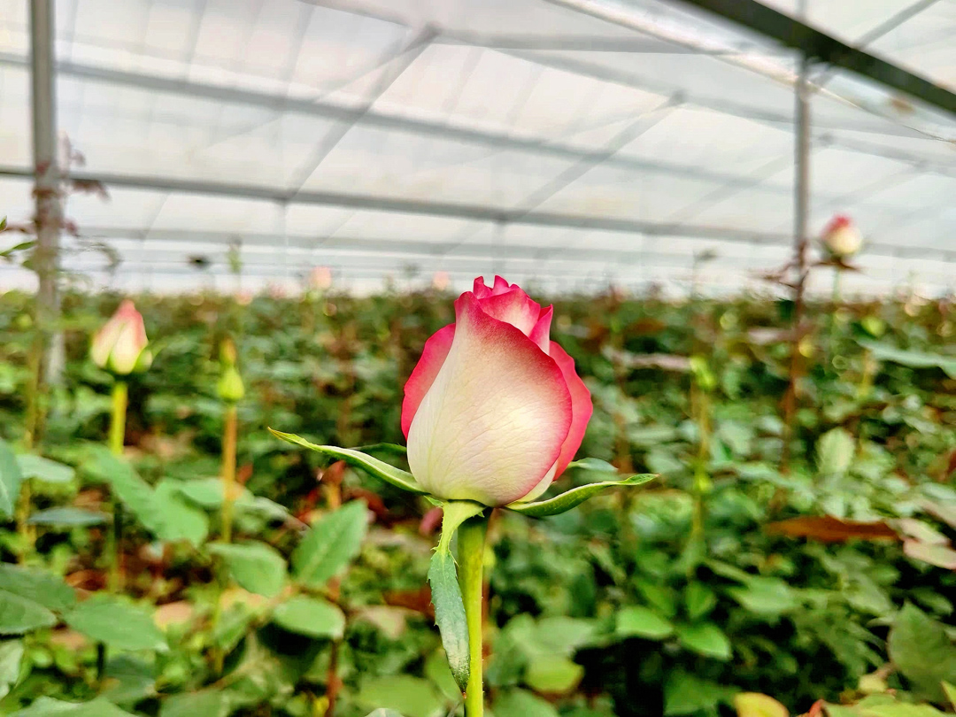 亮相2024泰国曼谷国际花卉园艺展览会雷马助推“一带一路”农业合作发展(图3)