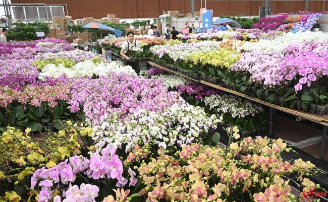 花店老板希望鲜花绿植借世园会卖到国外走向世界(图3)