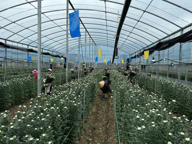 镇宁花卉“绽放”海外市场2024年首批15万枝白菊即将“扬帆海外”(图1)