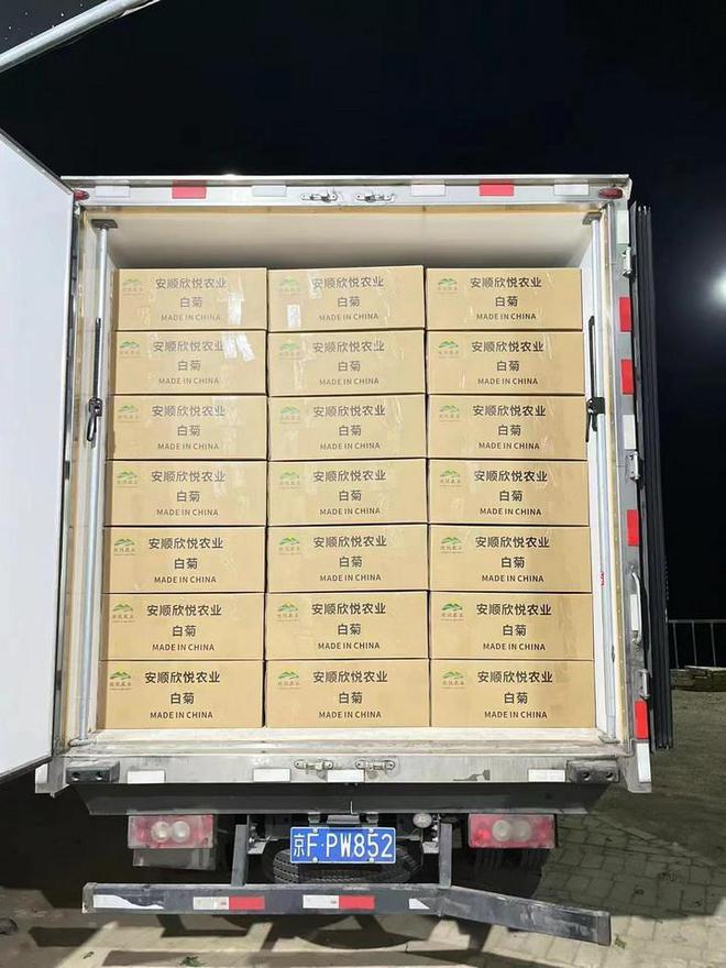 镇宁花卉“绽放”海外市场2024年首批15万枝白菊即将“扬帆海外”(图3)