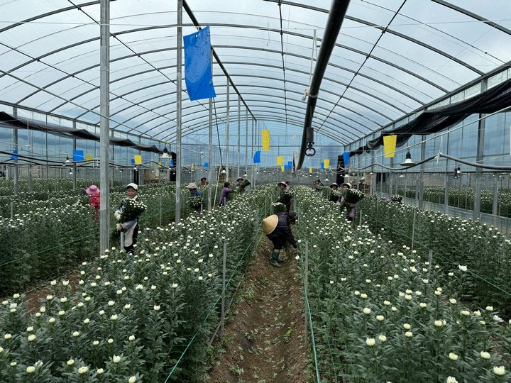 鎮寧花卉“綻放”海外市場2024年首批15萬枝白菊即將“揚帆海外”(图1)