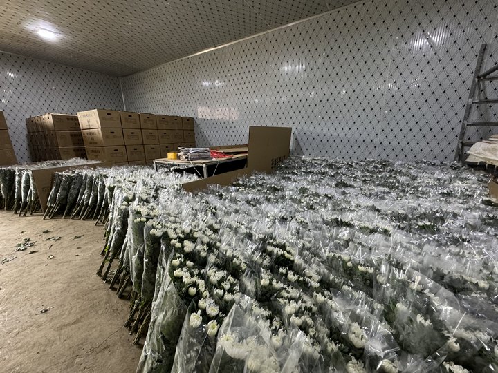 鎮寧花卉“綻放”海外市場2024年首批15萬枝白菊即將“揚帆海外”(图2)