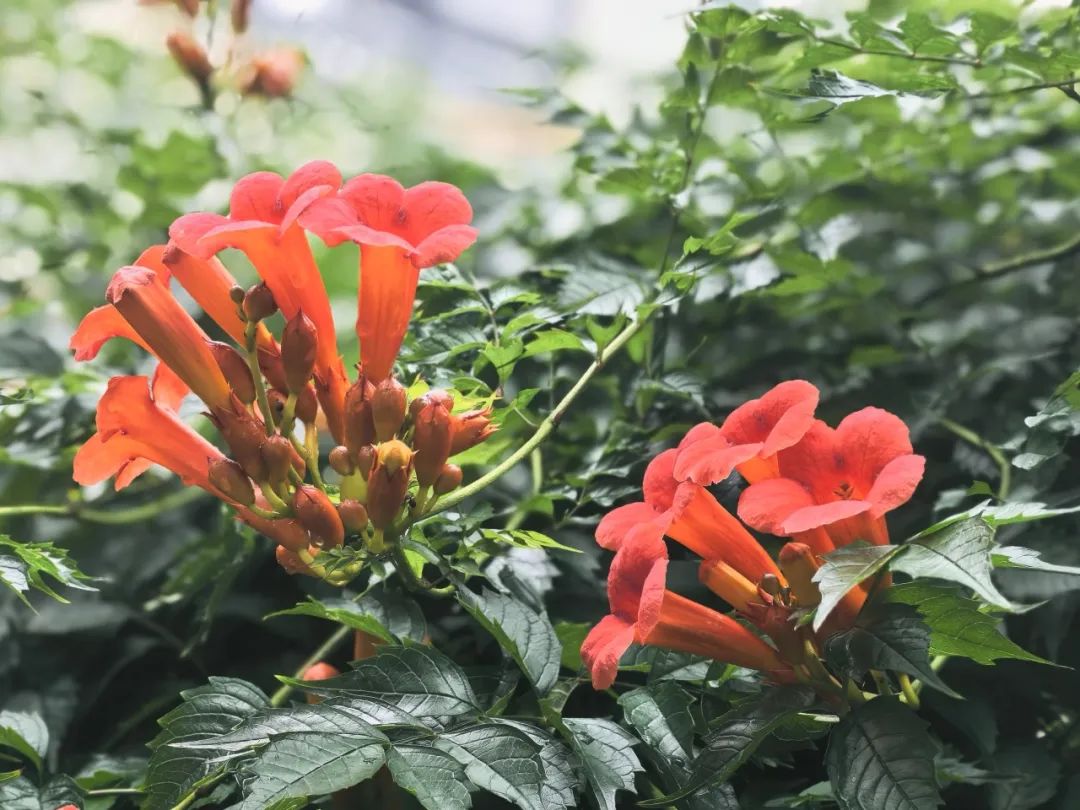 绚烂橙红！长宁凌霄花承包夏天的浪漫(图2)