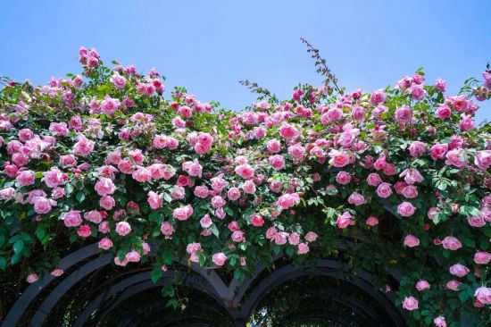 花“汇”让上海更美丽2024上海(国际)花展如期而至(图4)
