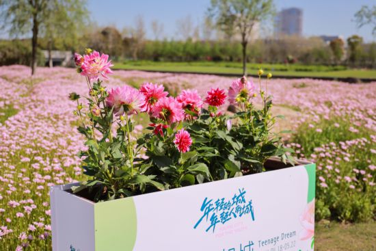 花“汇”让上海更美丽2024上海(国际)花展如期而至(图7)