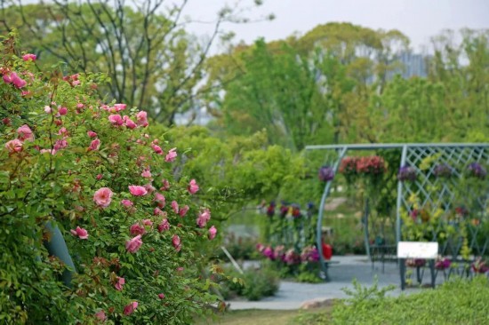花“汇”让上海更美丽2024上海(国际)花展如期而至(图9)