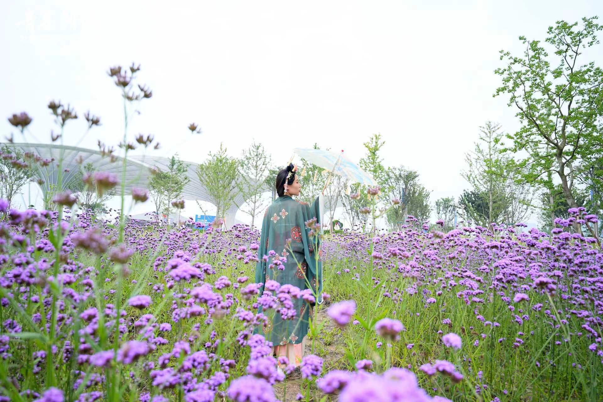 青花汾酒2024成都世界园艺博览会摄影大赛在成都正式启动(图3)