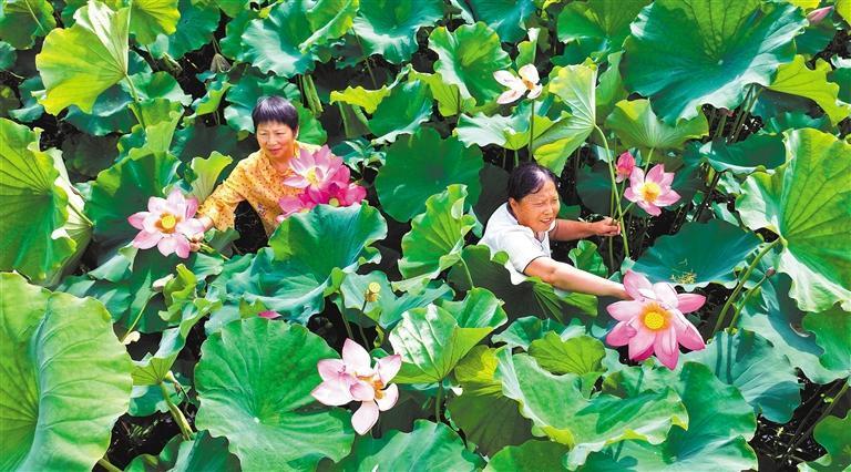 鲜花经济美丽绽放(图4)