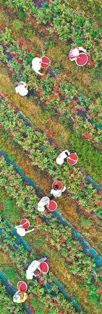 鲜花经济美丽绽放(图2)