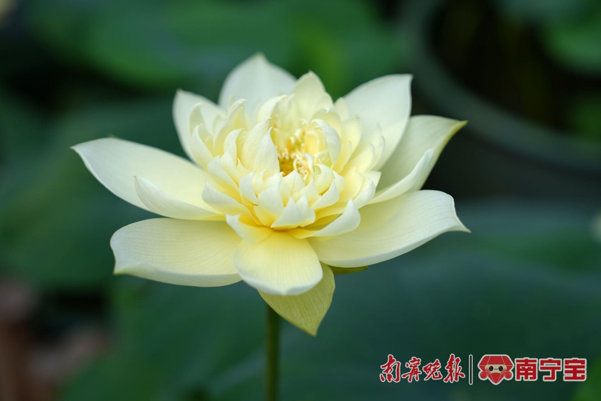 多种罕见品种亮相南宁青秀山水生花卉观赏季来了(图2)