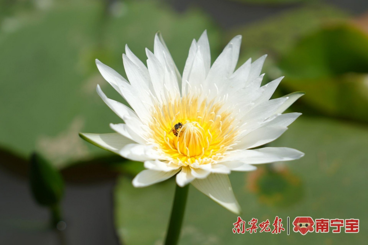 多种罕见品种亮相南宁青秀山水生花卉观赏季来了(图3)