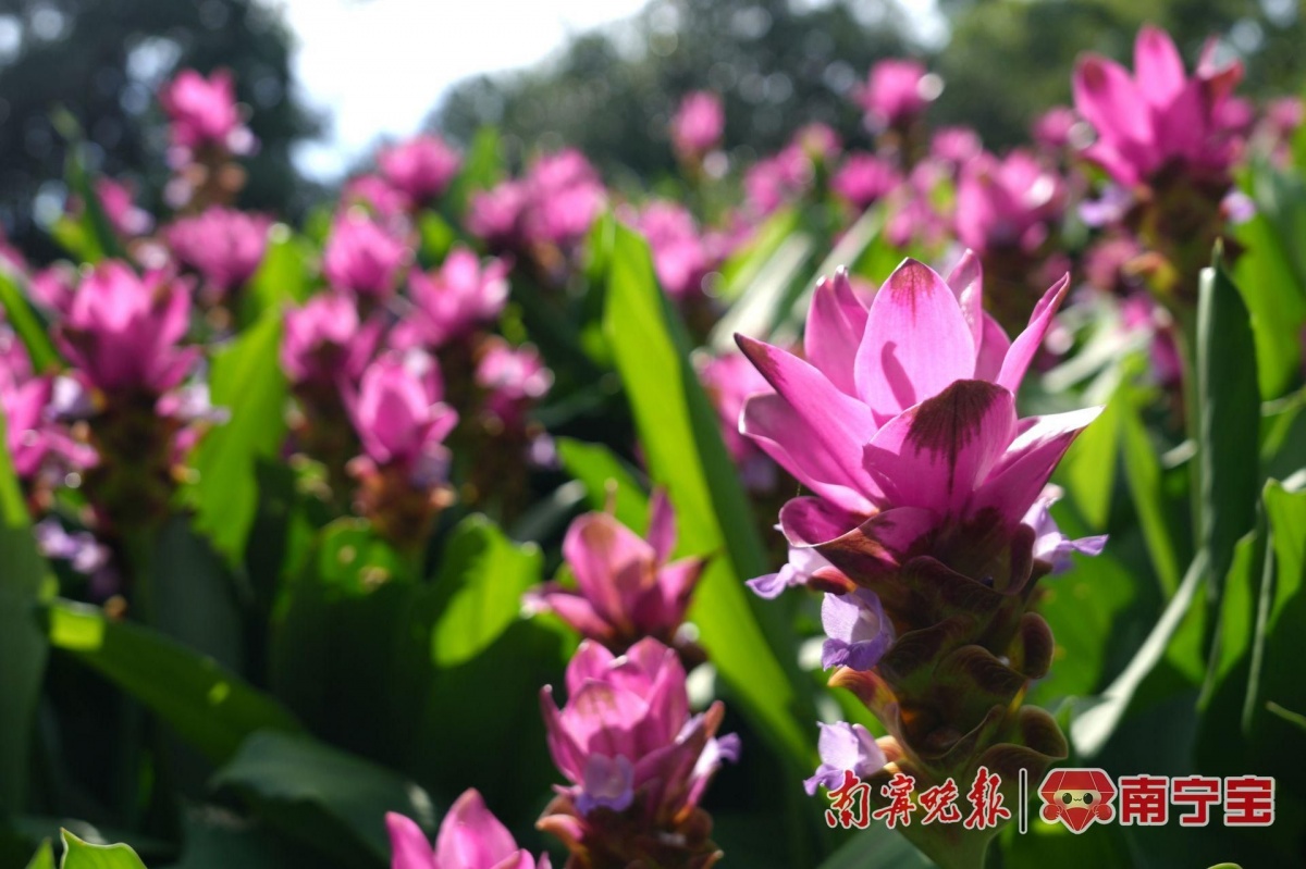 多种罕见品种亮相南宁青秀山水生花卉观赏季来了(图5)