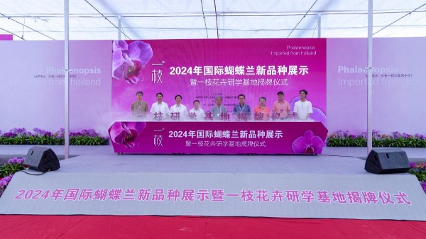 2024年国际蝴蝶兰新品种展示在泉州永春举行(图2)