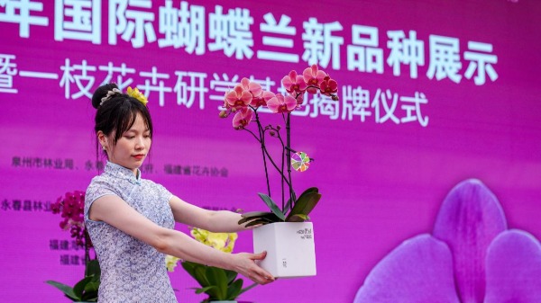 2024年国际蝴蝶兰新品种展示在泉州永春举行(图3)