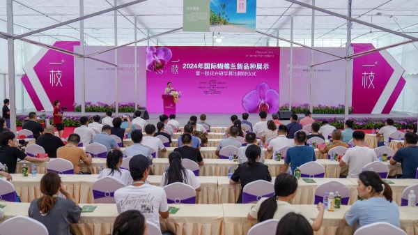 2024年国际蝴蝶兰新品种展示在泉州永春举行(图1)