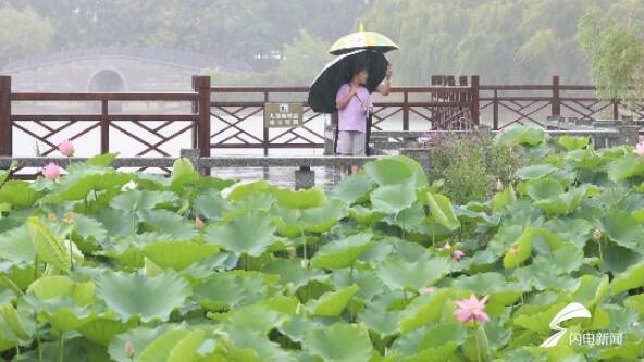 潍坊昌乐:“细雨打荷花”呈现夏日美景朵朵鲜花妖娆动人(图2)