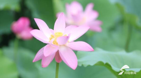 潍坊昌乐:“细雨打荷花”呈现夏日美景朵朵鲜花妖娆动人(图1)