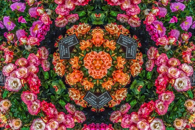 【英伦艾迪】2024英国赏花攻略一秒到王室花园(图6)