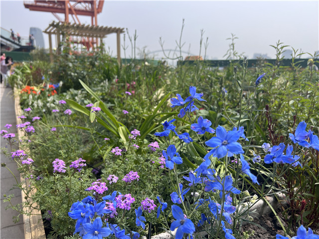 2024上海(国际)花展本周启幕全城“繁花似锦”(图3)