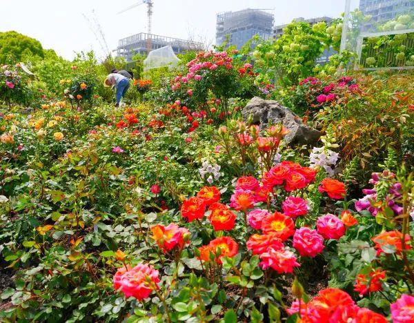 美出新高度！2024上海（国际）花展开幕最出片的打卡点都在这儿→(图5)