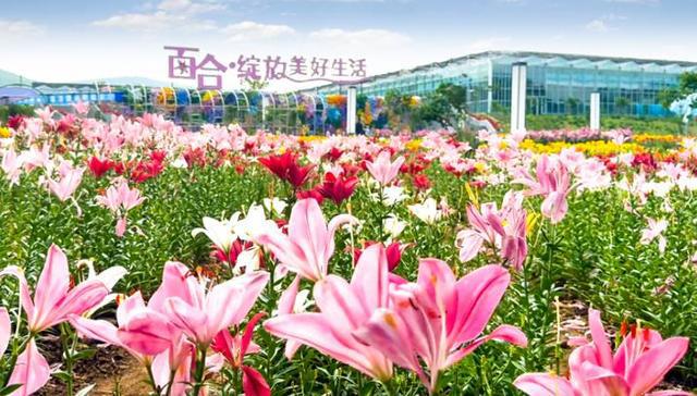 辽宁凌源：打造“一核六园N基地”花卉产业发展新模式(图2)
